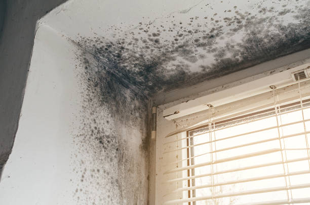 Affordable Commercial Mold Remediation solutions in Township Of Washington, NJ